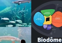 《打造真实生态系统的游戏攻略》（探索生态平衡，打造独特世界）