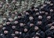 车臣特种兵技能加点攻略（揭秘车臣特种兵技能加点的关键诀窍）