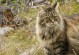 《丛林狩猎者小游戏攻略》（探索丛林、猎杀野兽的最佳攻略）